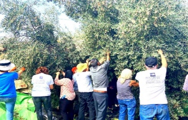 Olive Harvest in Massafer Yatta